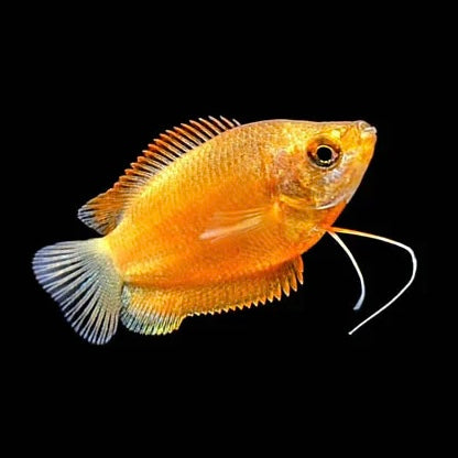 Sunset Gourami 4cm