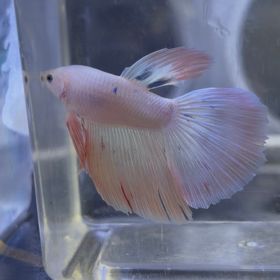 King Rose Tail Betta Male (C)