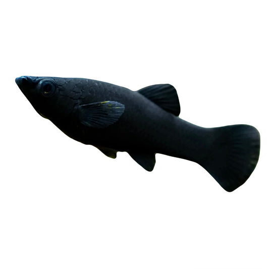 Black Molly 4-5cm