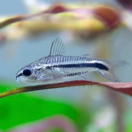 Pygmy Corydoras 1cm