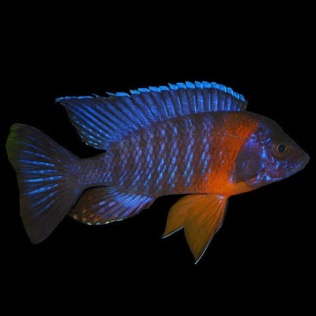 Red Side / Shoulder Peacock Cichlid 5cm