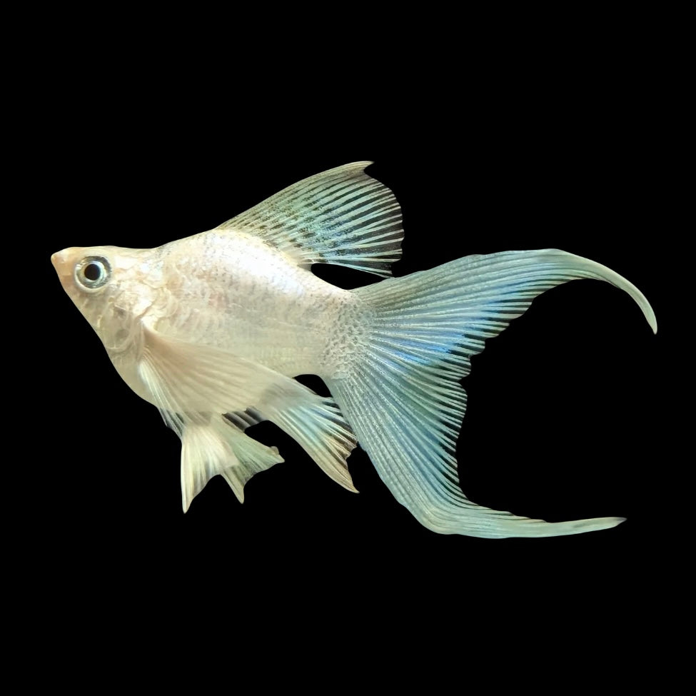 Shortbody Platinum Lyretail Molly