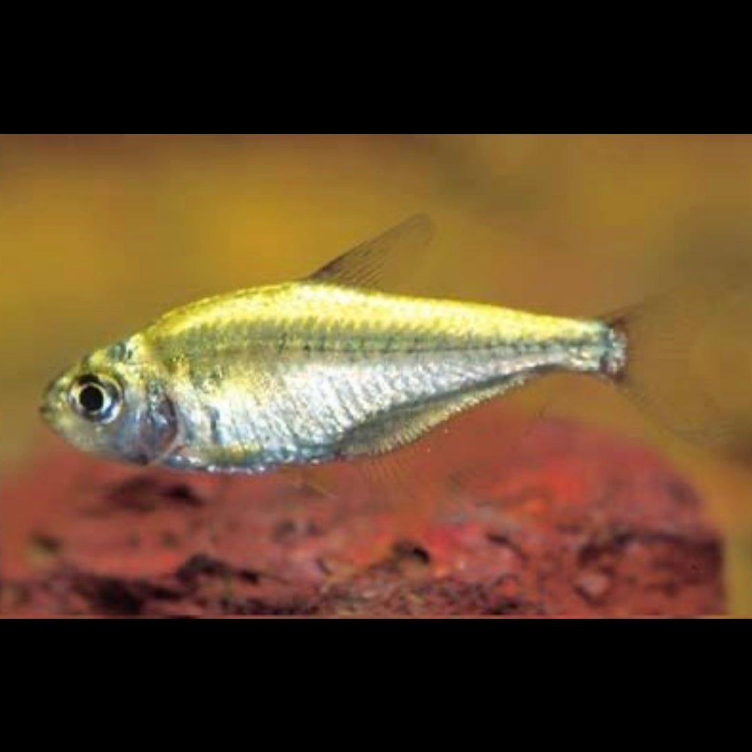 Gold Tetra 2cm