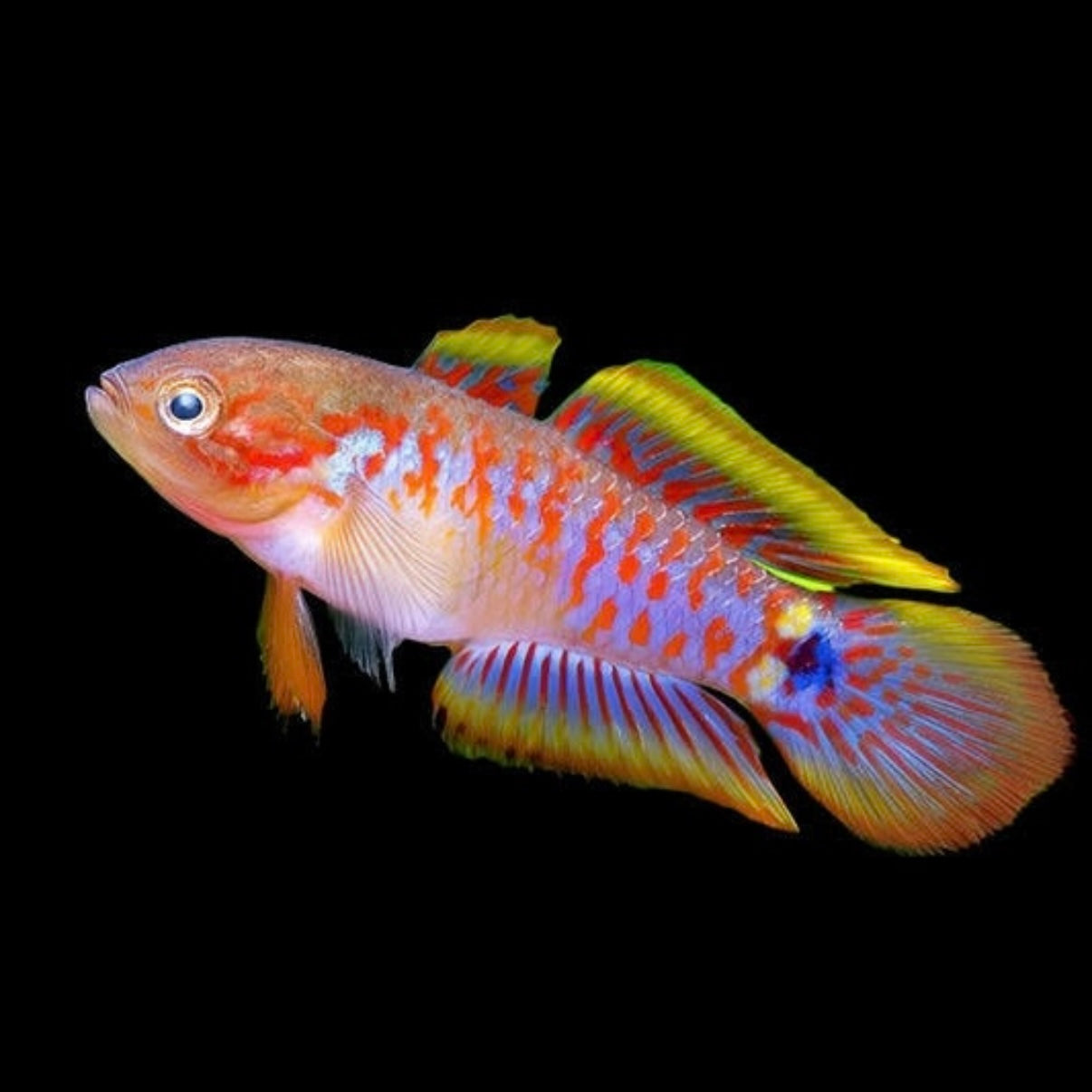 Peacock Gudgeon 2cm