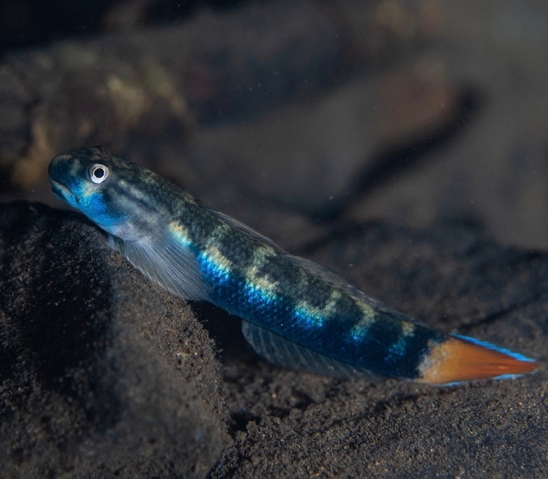 Red Tail Goby (Sicyopterus Lagocephalus) 5cm