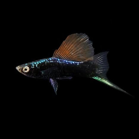 Hamburg Swordtail 5cm