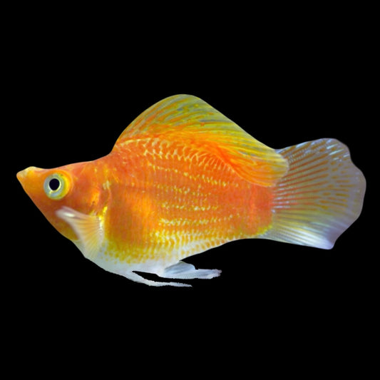 Orange Balloon Molly 2-3cm