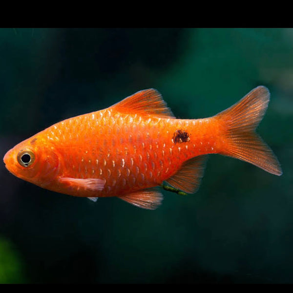 Glowlight Chilli Rosy Barb 3cm