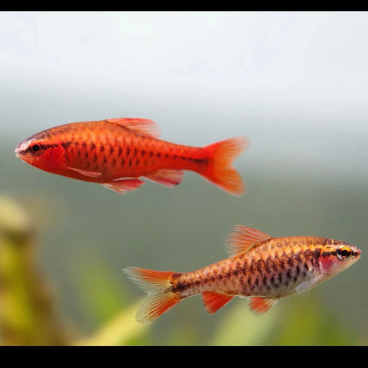 Cherry Barb 2cm