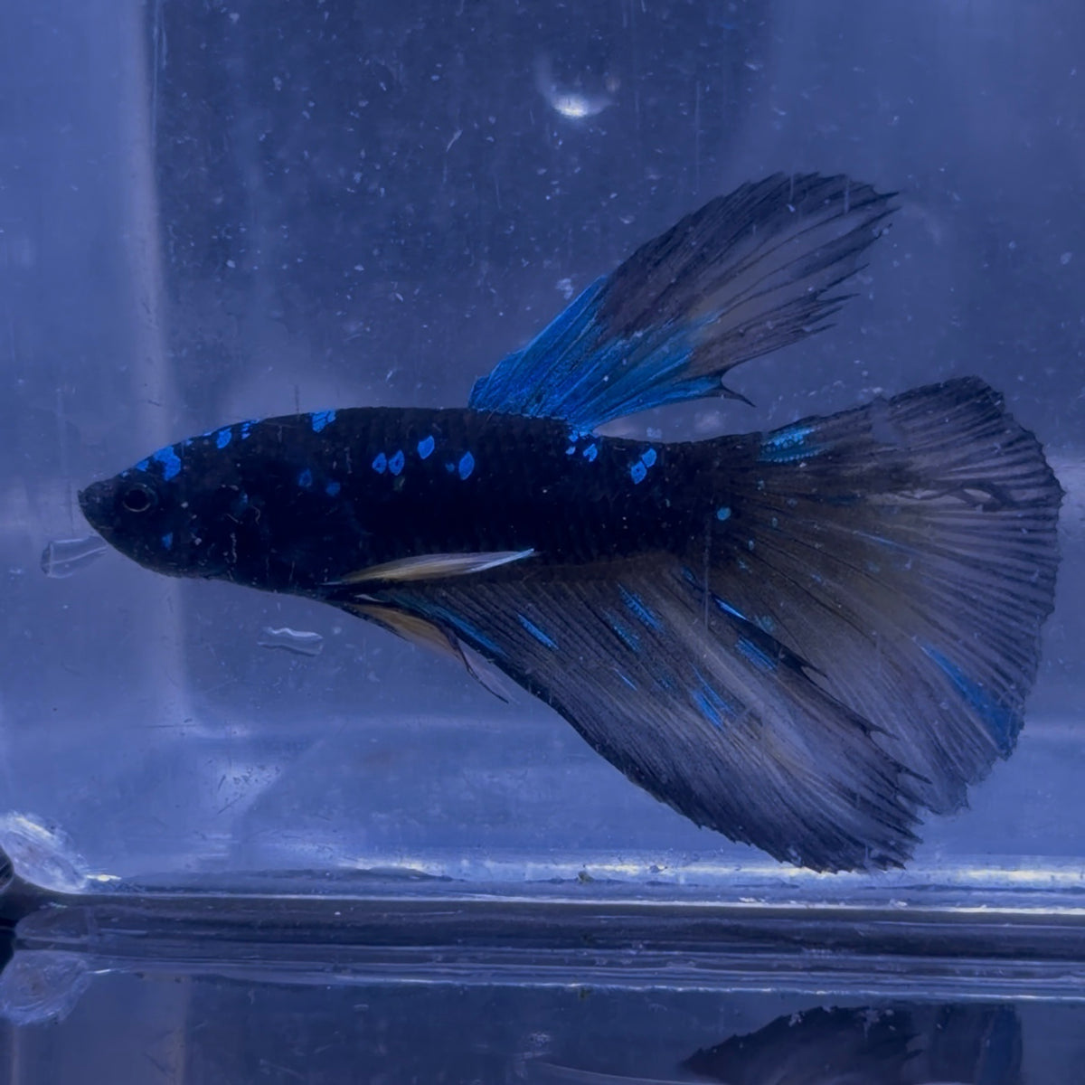 Halfmoon Avatar Male Betta 3.5cm (H)