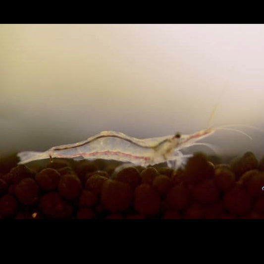 NQ Algae Shrimp 2-3cm