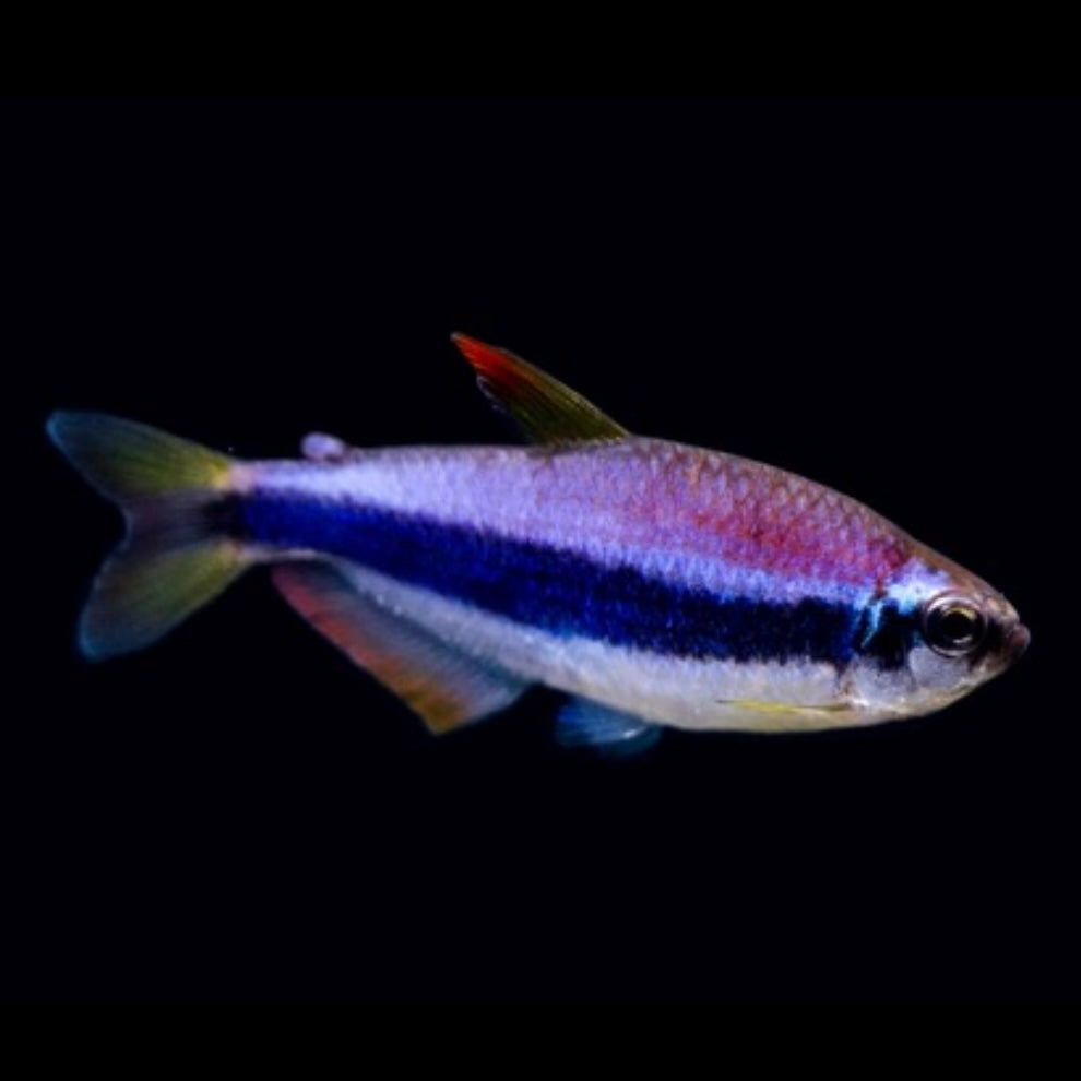 Emperor / Kerri Tetra 2cm (Group of 10)