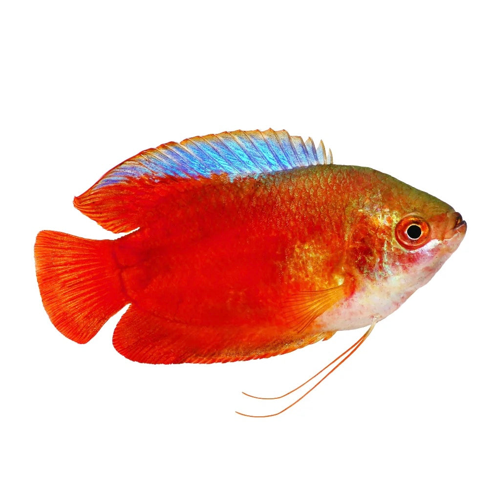 Blood Red Dwarf Gourami (Male) 4cm (Group of 5)