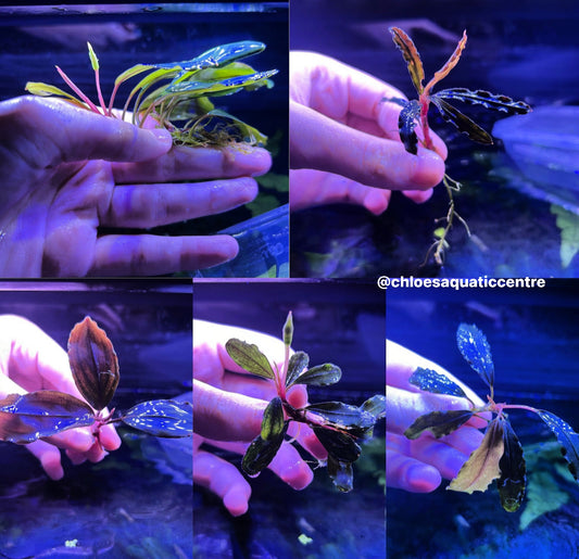 Assorted Bucephalandra 3-4+ Leaf - Aquarium Fish Tank Aquatic Plant