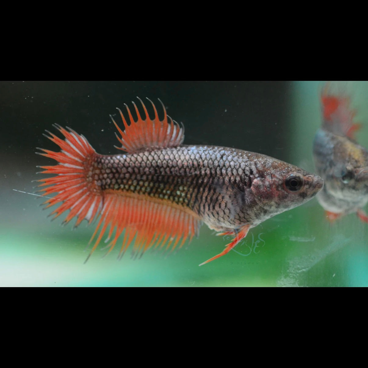 Red / Copper Dragon Crowntail Plakat Female Betta 3cm