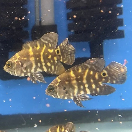 Bumbleebee Oscar 8cm