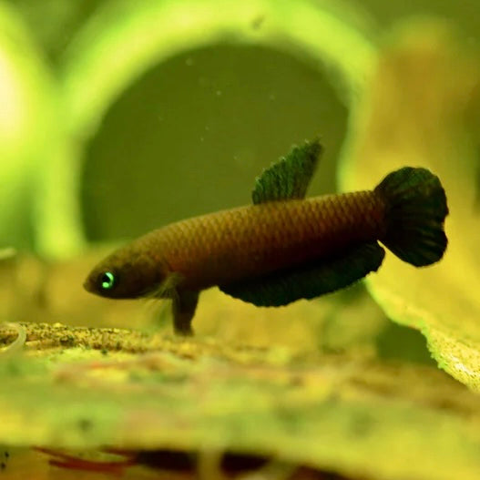 Betta Miniopinna Unsexed Wild 2.5cm