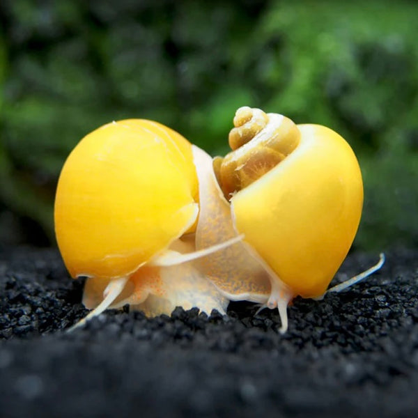 Gold Mystery Snail 2-3cm