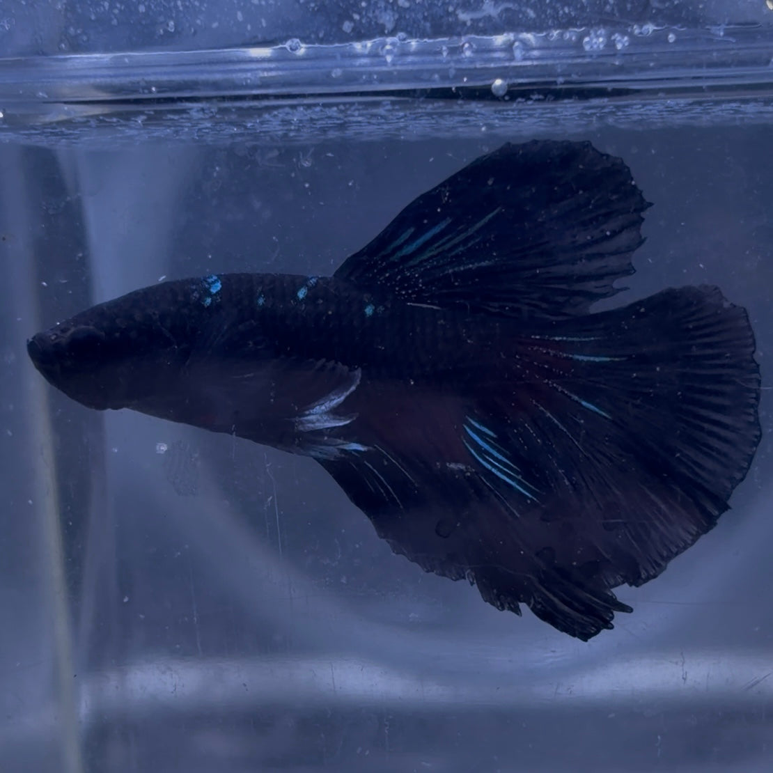 Halfmoon Avatar Male Betta 3.5cm (F)