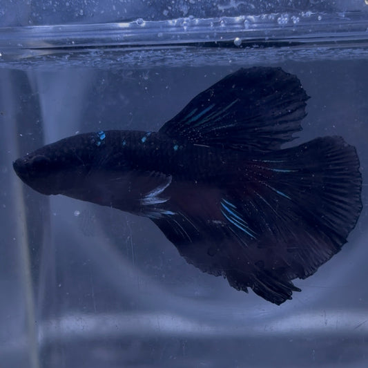 Halfmoon Avatar Male Betta 3.5cm (F)