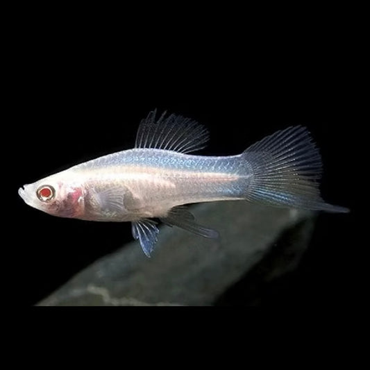 Albino White Swordtail 5cm
