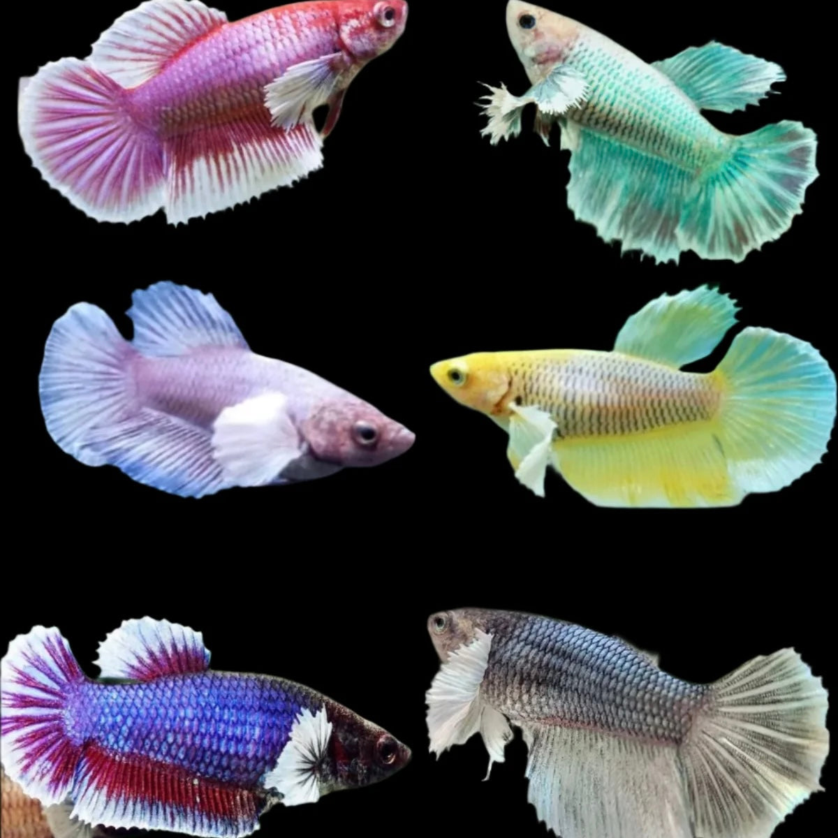Dumbo Halfmoon Female Betta 3-4cm