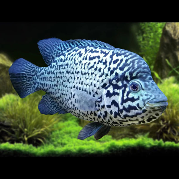 Cuban Cichlid 5cm