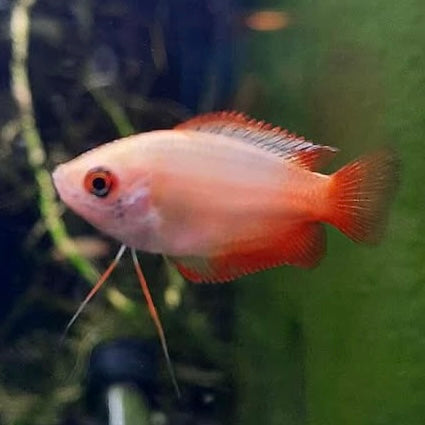 Red Tail Golden Honey Dwarf Gourami 3.5cm RARE