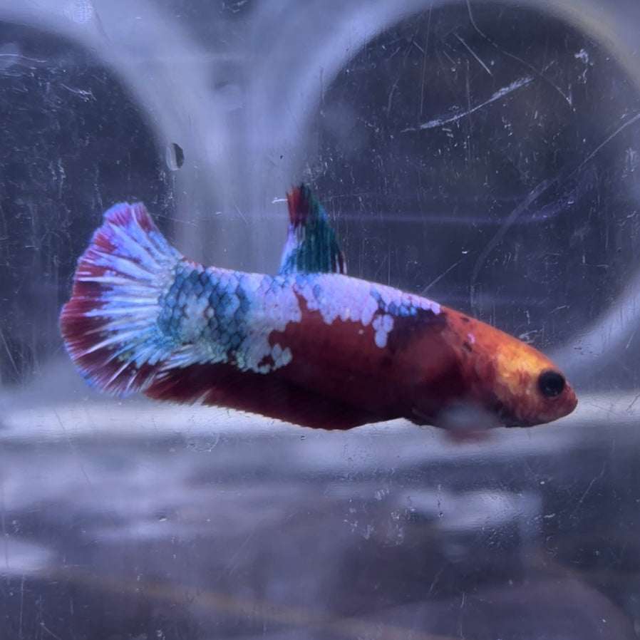 Red Hellboy Male Betta 3.5cm (C)