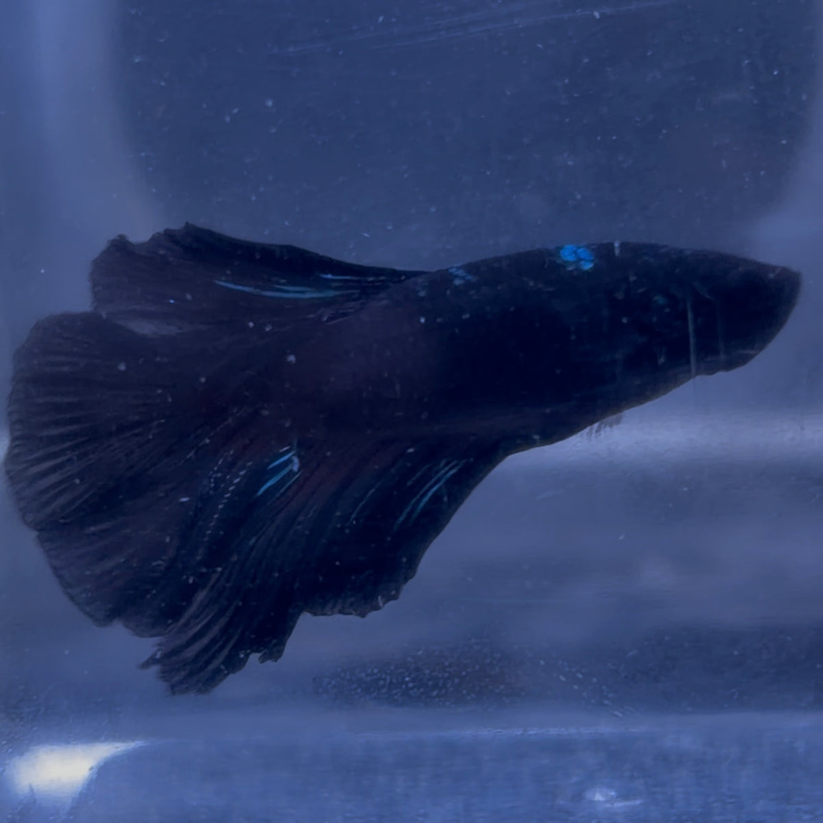 Halfmoon Avatar Male Betta 3.5cm (F)