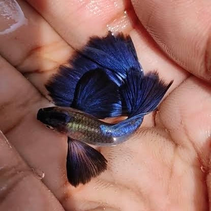 Navy Blue Dumbo Male Guppy 3cm