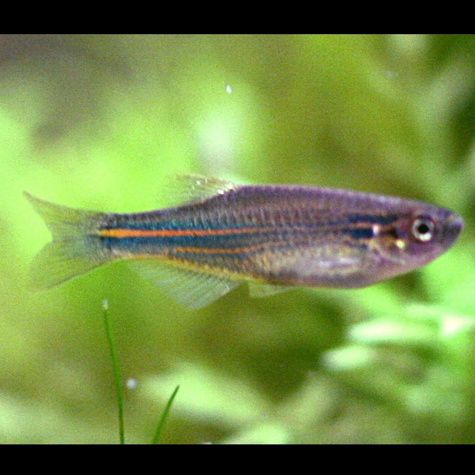 Blue Danio 3cm