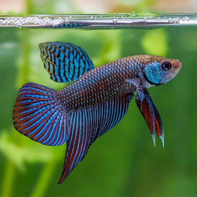 Betta mahachaiensis Sexed or pairs wild 3-4cm