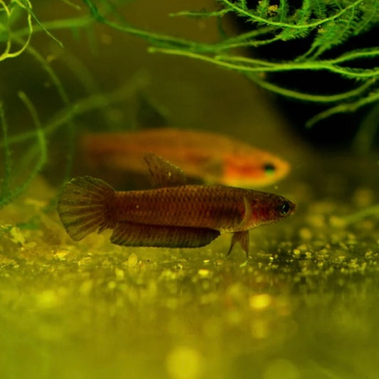 Betta Persephone Unsexed 3cm