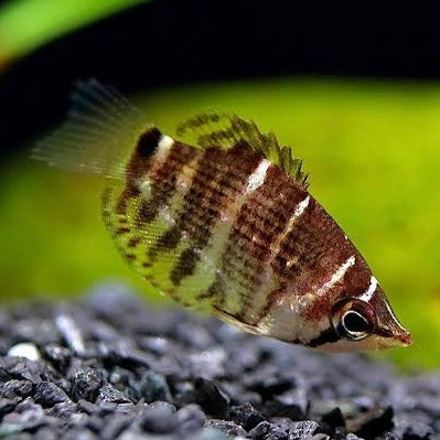 Chocolate Gourami 2.5cm
