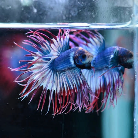 Fancy Crown Tail Male Betta 4cm