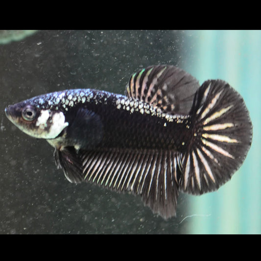 Black Mamba / Samurai Half Moon Plakat Male Betta 3cm