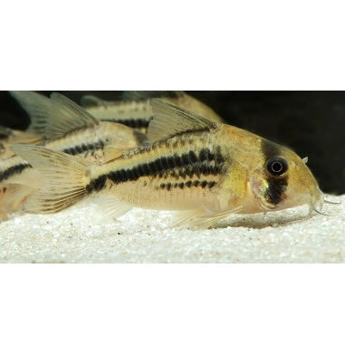 Corydoras Deckeri 3cm (RARE)