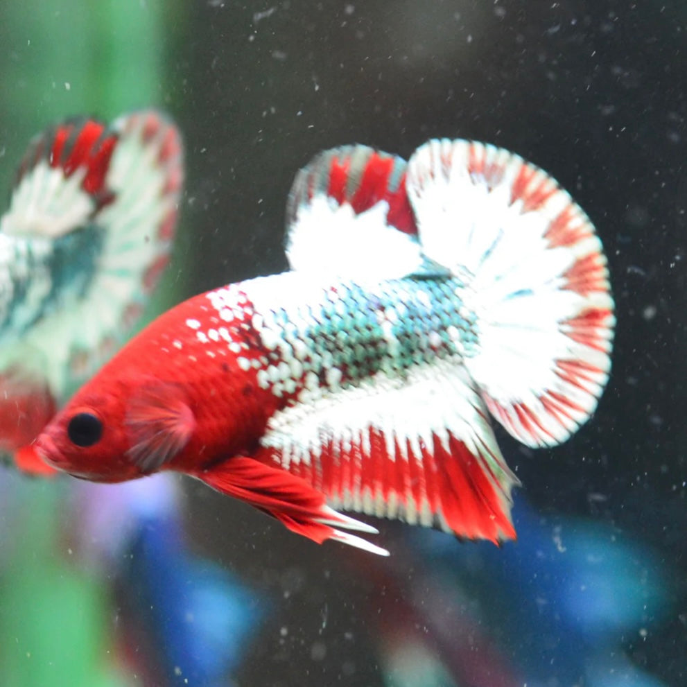 Copper Red Fancy Halfmoon Plakat Male Betta 4cm