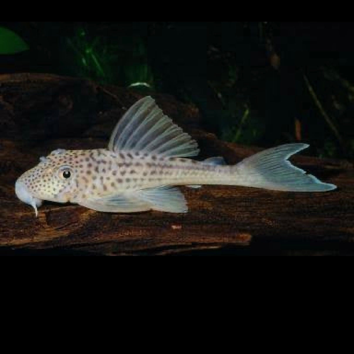 L141 Ghost Pleco 4cm