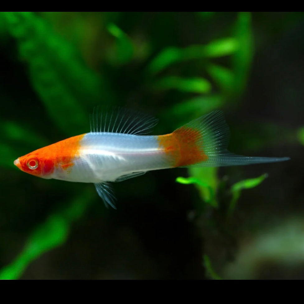 Kohaku/Koi Swordtail 3.5cm (Group of 5)