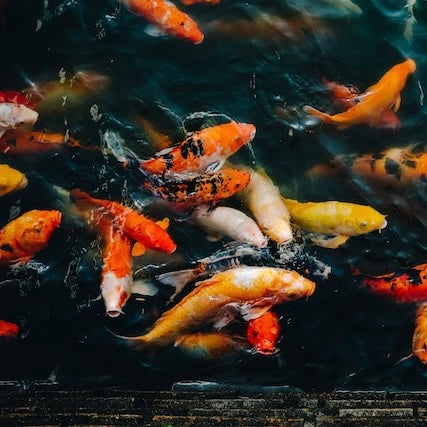 Assorted Koi (NSW/WA ONLY) 5-7cm