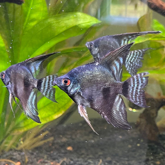 Pinoy Angelfish 3.5cm
