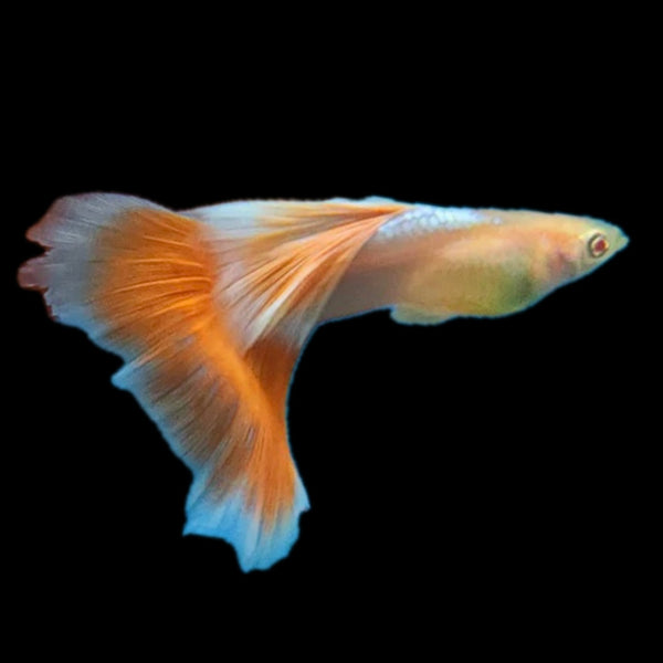 Albino Red/Platinum Male Guppy 3cm