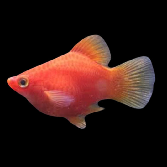 Red Balloon Platy 2-3cm