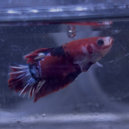 Red Hellboy Male Betta 3.5cm (F)
