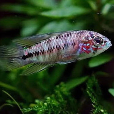 Apistogramma Borellii Opal 2cm