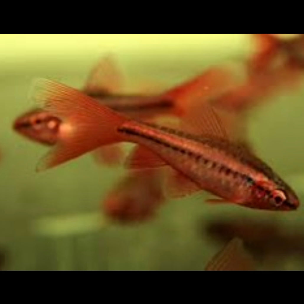 Cherry Barb Long Fin 2cm