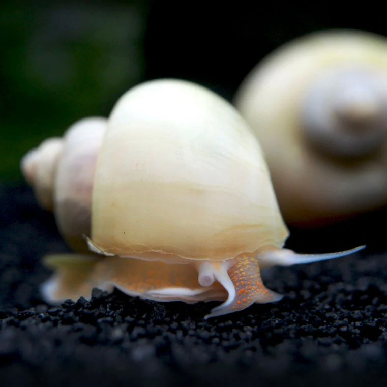 Ivory Mystery Snail 1cm
