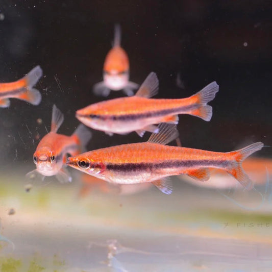 Red Pencil Fish 3cm